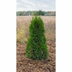 Online Orchards 1 Gal. Emerald Green Arborvitae Shrub -Online Orchards store online orchards bushes cfar001 44 1000