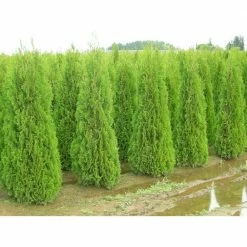 Online Orchards 1 Gal. Emerald Green Arborvitae Shrub -Online Orchards store online orchards bushes cfar001 4f 1000