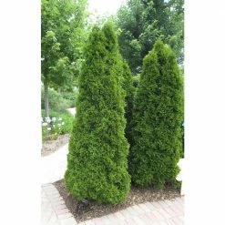 Online Orchards 1 Gal. Emerald Green Arborvitae Shrub