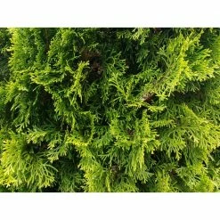 Online Orchards 1 Gal. Emerald Green Arborvitae Shrub -Online Orchards store online orchards bushes cfar001 fa 1000