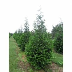 Online Orchards 1 Gal. Green Giant Arborvitae Shrub -Online Orchards store online orchards bushes cfar002 1f 1000