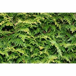 Online Orchards 1 Gal. Green Giant Arborvitae Shrub -Online Orchards store online orchards bushes cfar002 44 1000