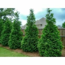Online Orchards 1 Gal. Green Giant Arborvitae Shrub -Online Orchards store online orchards bushes cfar002 4f 1000