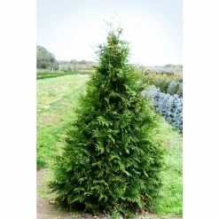 Online Orchards 1 Gal. Green Giant Arborvitae Shrub
