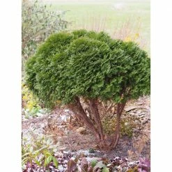 Online Orchards 1 Gal. Little Giant Arborvitae Shrub -Online Orchards store online orchards bushes cfar003 1f 1000