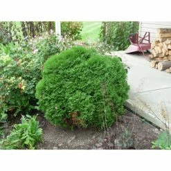 Online Orchards 1 Gal. Little Giant Arborvitae Shrub -Online Orchards store online orchards bushes cfar003 c3 1000
