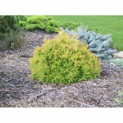 Online Orchards 1 Gal. Rheingold Arborvitae Shrub with Coral Shaped Copper Colored Foliage -Online Orchards store online orchards bushes cfar004 4f 1000