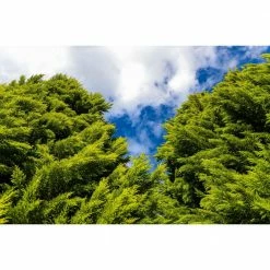 Online Orchards 1 Gal. Sea Green Juniper Shrub Fountain Shaped Foliage that Changes to a Darker Green in Winter -Online Orchards store online orchards bushes cfjp001 1f 1000