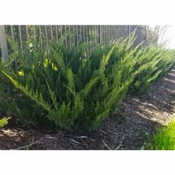 Online Orchards 1 Gal. Sea Green Juniper Shrub Fountain Shaped Foliage that Changes to a Darker Green in Winter -Online Orchards store online orchards bushes cfjp001 4f 1000