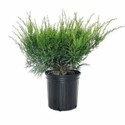 Online Orchards 1 Gal. Sea Green Juniper Shrub Fountain Shaped Foliage that Changes to a Darker Green in Winter