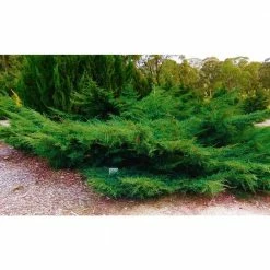 Online Orchards 1 Gal. Sea Green Juniper Shrub Fountain Shaped Foliage that Changes to a Darker Green in Winter -Online Orchards store online orchards bushes cfjp001 c3 1000