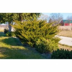 Online Orchards 1 Gal. Sea Green Juniper Shrub Fountain Shaped Foliage that Changes to a Darker Green in Winter -Online Orchards store online orchards bushes cfjp001 fa 1000