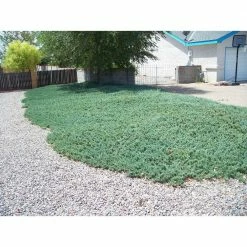 Online Orchards 1 Gal. Blue Rug Juniper Shrub Unique Blue Evergreen Ground Cover Shrub, Drought Tolerant -Online Orchards store online orchards bushes cfjp002 1f 1000