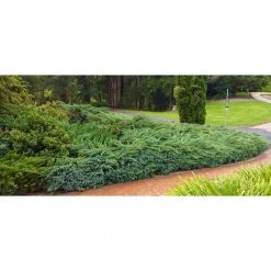 Online Orchards 1 Gal. Blue Rug Juniper Shrub Unique Blue Evergreen Ground Cover Shrub, Drought Tolerant -Online Orchards store online orchards bushes cfjp002 4f 1000