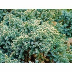 Online Orchards 1 Gal. Blue Star Juniper Shrub Turquoise and Silver, Low Maintenance Dwarf Conifer Drought Tolerant -Online Orchards store online orchards bushes cfjp003 1f 1000