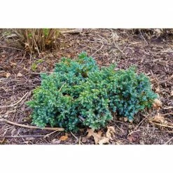 Online Orchards 1 Gal. Blue Star Juniper Shrub Turquoise and Silver, Low Maintenance Dwarf Conifer Drought Tolerant -Online Orchards store online orchards bushes cfjp003 4f 1000