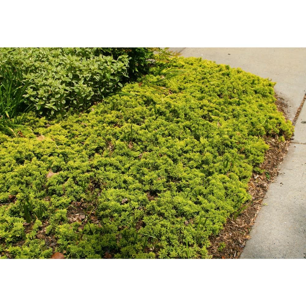 Online Orchards 1 Gal. Broadmoor Juniper Shrub Excellent Evergreen Ground Cover with Graceful Spreading Foliage Drought Tolerant 4 Online Orchards 1 Gal. Broadmoor Juniper Shrub Excellent Evergreen Ground Cover with Graceful Spreading Foliage Drought Tolerant - Image 4