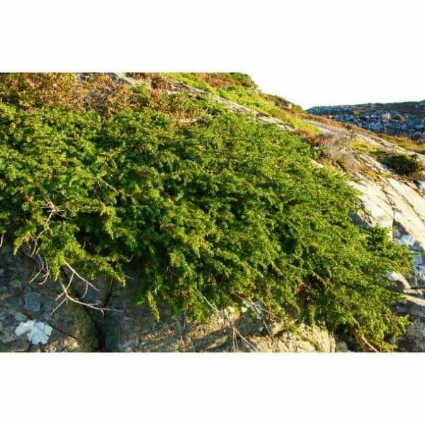 Online Orchards 1 Gal. Broadmoor Juniper Shrub Excellent Evergreen Ground Cover with Graceful Spreading Foliage Drought Tolerant 5 Online Orchards 1 Gal. Broadmoor Juniper Shrub Excellent Evergreen Ground Cover with Graceful Spreading Foliage Drought Tolerant - Image 5