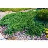 Online Orchards 1 Gal. Broadmoor Juniper Shrub Excellent Evergreen Ground Cover with Graceful Spreading Foliage Drought Tolerant