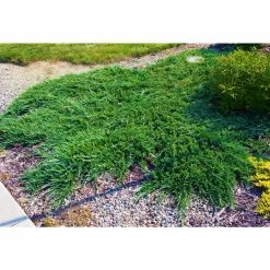 Online Orchards 1 Gal. Broadmoor Juniper Shrub Excellent Evergreen Ground Cover with Graceful Spreading Foliage Drought Tolerant