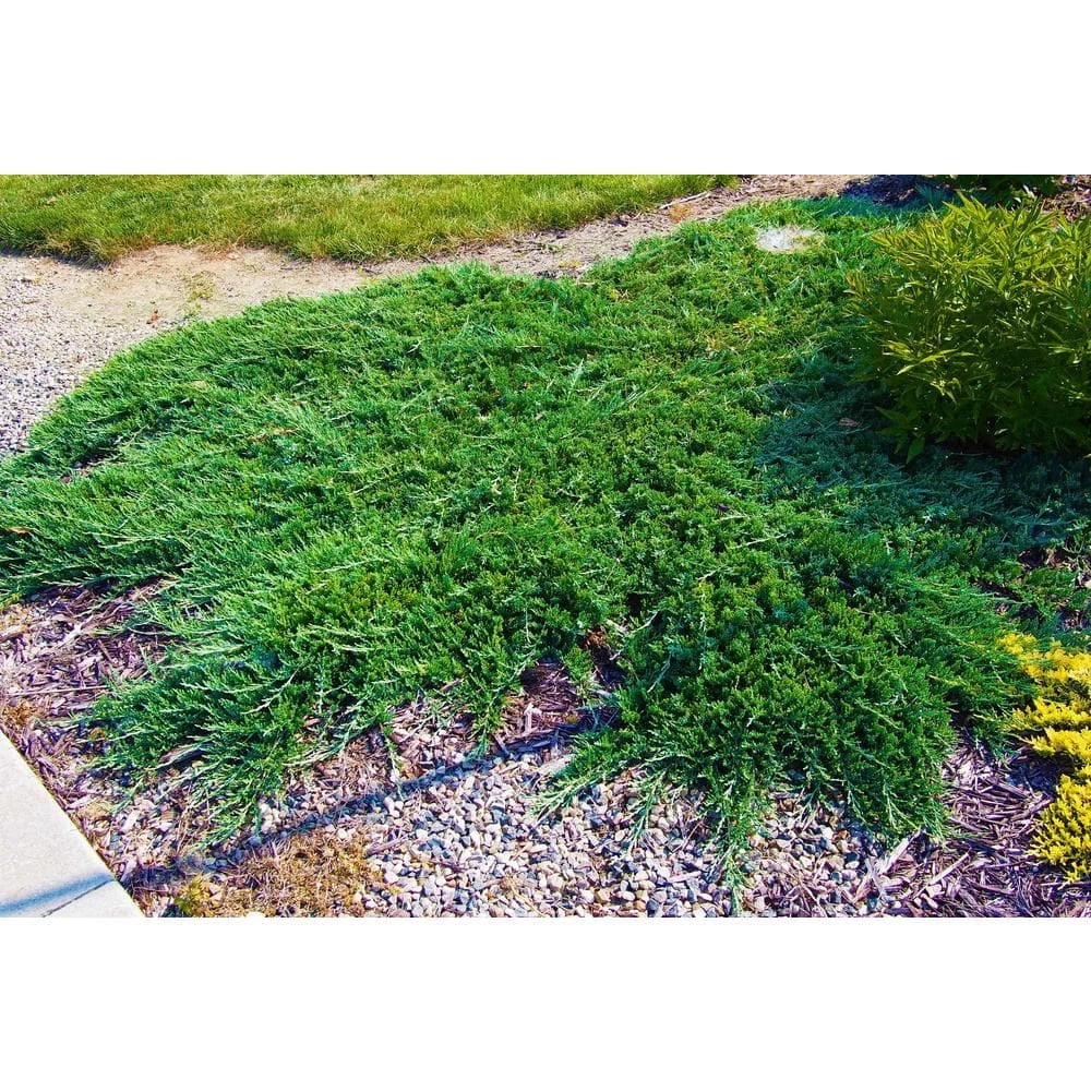 Online Orchards 1 Gal. Broadmoor Juniper Shrub Excellent Evergreen Ground Cover with Graceful Spreading Foliage Drought Tolerant 1 Online Orchards 1 Gal. Broadmoor Juniper Shrub Excellent Evergreen Ground Cover with Graceful Spreading Foliage Drought Tolerant