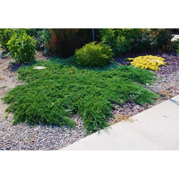 Online Orchards 1 Gal. Broadmoor Juniper Shrub Excellent Evergreen Ground Cover with Graceful Spreading Foliage Drought Tolerant 3 Online Orchards 1 Gal. Broadmoor Juniper Shrub Excellent Evergreen Ground Cover with Graceful Spreading Foliage Drought Tolerant - Image 3