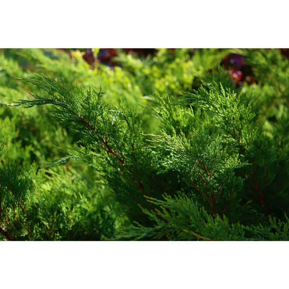 Online Orchards 1 Gal. Broadmoor Juniper Shrub Excellent Evergreen Ground Cover with Graceful Spreading Foliage Drought Tolerant 2 Online Orchards 1 Gal. Broadmoor Juniper Shrub Excellent Evergreen Ground Cover with Graceful Spreading Foliage Drought Tolerant - Image 2
