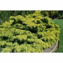 Online Orchards 1 Gal. Old Gold Juniper Shrub (2-Pack)