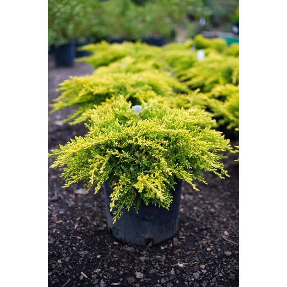 Online Orchards 1 Gal. Old Gold Juniper Shrub (2-Pack) 2 Online Orchards 1 Gal. Old Gold Juniper Shrub (2-Pack) - Image 2
