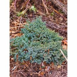 Online Orchards 3-gal. Blue Star Juniper with Turquoise and Silver Foliage, Low Maintenance Dwarf Conifer Drought Tolerant -Online Orchards store online orchards bushes cfjp303 44 1000