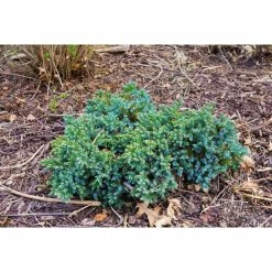 Online Orchards 3-gal. Blue Star Juniper with Turquoise and Silver Foliage, Low Maintenance Dwarf Conifer Drought Tolerant -Online Orchards store online orchards bushes cfjp303 4f 1000