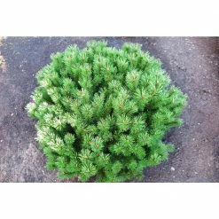 Online Orchards 1 Gal. Dwarf Mountain Pine Mugo Shrub