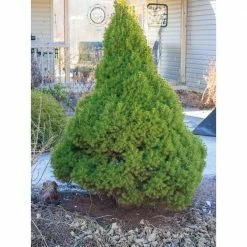 Online Orchards 1 Gal. Dwarf Alberta Spruce Shrub Aromatic and Soft Evergreen Foliage, Almost no Maintenance Required -Online Orchards store online orchards bushes cfsp001 1f 1000