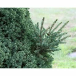 Online Orchards 1 Gal. Dwarf Alberta Spruce Shrub Aromatic and Soft Evergreen Foliage, Almost no Maintenance Required -Online Orchards store online orchards bushes cfsp001 4f 1000