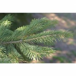 Online Orchards 1 Gal. Dwarf Alberta Spruce Shrub Aromatic and Soft Evergreen Foliage, Almost no Maintenance Required -Online Orchards store online orchards bushes cfsp001 76 1000