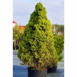 Online Orchards 1 Gal. Dwarf Alberta Spruce Shrub Aromatic and Soft Evergreen Foliage, Almost no Maintenance Required -Online Orchards store online orchards bushes cfsp001 c3 1000