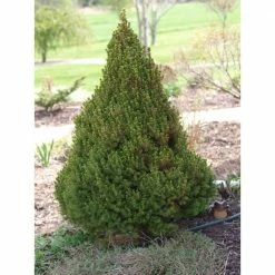 Online Orchards 1 Gal. Dwarf Alberta Spruce Shrub Aromatic and Soft Evergreen Foliage, Almost no Maintenance Required -Online Orchards store online orchards bushes cfsp001 fa 1000
