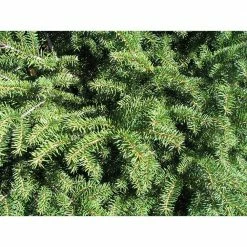 Online Orchards 1 Gal. Bird's Nest Norway Spruce Shrub Hardy, Uniquely Shaped, Lowmaintenance Dwarf Conifer 7 Online Orchards 1 Gal. Bird's Nest Norway Spruce Shrub Hardy, Uniquely Shaped, Lowmaintenance Dwarf Conifer -Online Orchards store online orchards bushes cfsp002 1f 1000