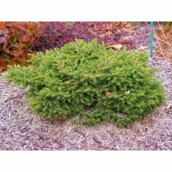 Online Orchards 1 Gal. Bird's Nest Norway Spruce Shrub Hardy, Uniquely Shaped, Lowmaintenance Dwarf Conifer
