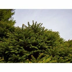 Online Orchards 1 Gal. Bird's Nest Norway Spruce Shrub Hardy, Uniquely Shaped, Lowmaintenance Dwarf Conifer 6 Online Orchards 1 Gal. Bird's Nest Norway Spruce Shrub Hardy, Uniquely Shaped, Lowmaintenance Dwarf Conifer -Online Orchards store online orchards bushes cfsp002 c3 1000