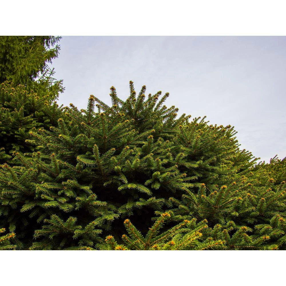 Online Orchards 1 Gal. Bird's Nest Norway Spruce Shrub Hardy, Uniquely Shaped, Lowmaintenance Dwarf Conifer 3 Online Orchards 1 Gal. Bird's Nest Norway Spruce Shrub Hardy, Uniquely Shaped, Lowmaintenance Dwarf Conifer - Image 3