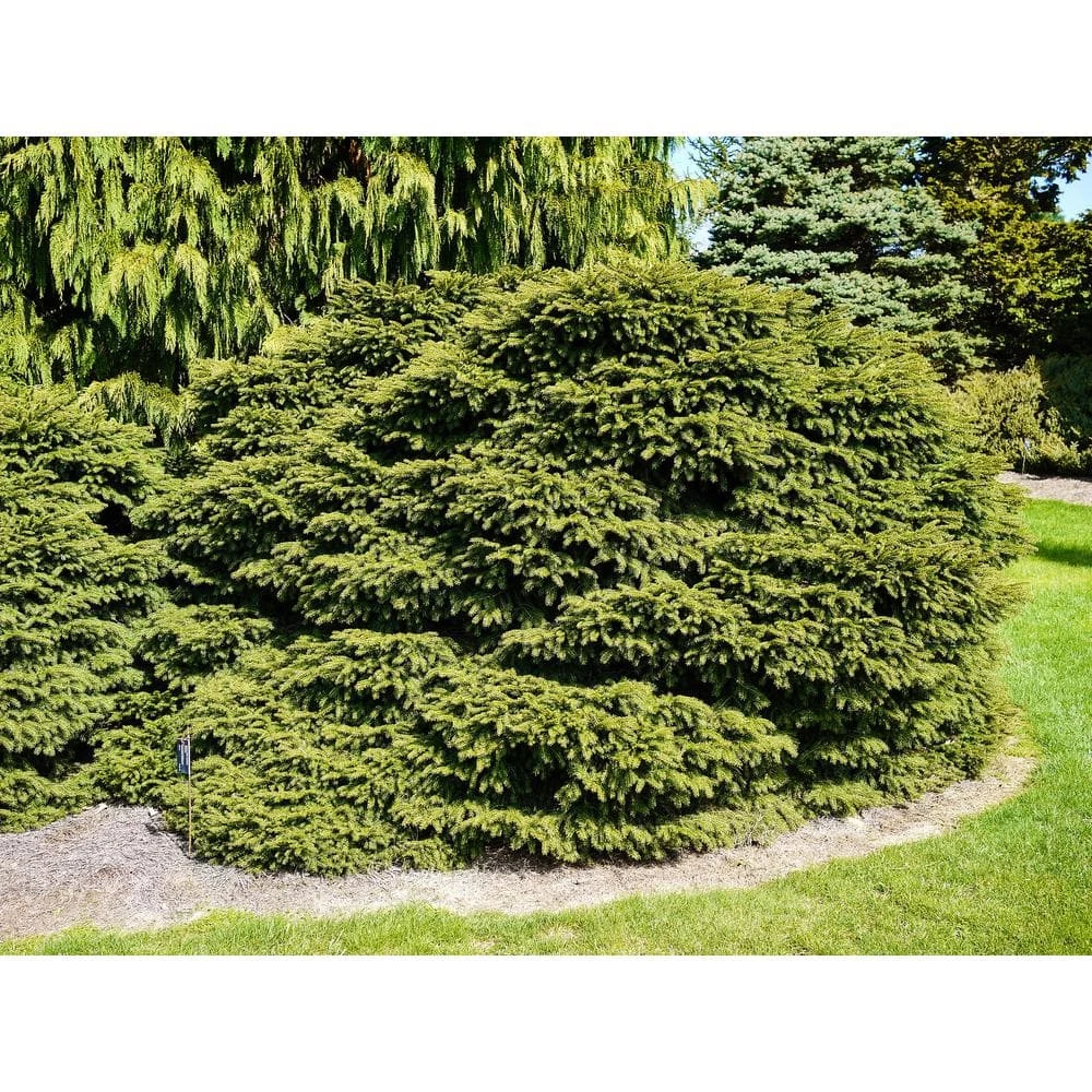 Online Orchards 1 Gal. Bird's Nest Norway Spruce Shrub Hardy, Uniquely Shaped, Lowmaintenance Dwarf Conifer 2 Online Orchards 1 Gal. Bird's Nest Norway Spruce Shrub Hardy, Uniquely Shaped, Lowmaintenance Dwarf Conifer - Image 2