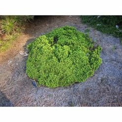 Online Orchards 1 Gal. Little Gem Norway Spruce Shrub Richly, Nomaintenance Dwarf Conifer -Online Orchards store online orchards bushes cfsp003 1f 1000