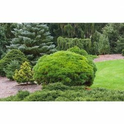 Online Orchards 1 Gal. Little Gem Norway Spruce Shrub Richly, Nomaintenance Dwarf Conifer -Online Orchards store online orchards bushes cfsp003 4f 1000