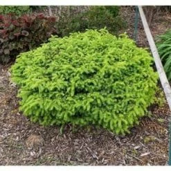Online Orchards 1 Gal. Little Gem Norway Spruce Shrub Richly, Nomaintenance Dwarf Conifer