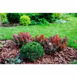 Online Orchards 1 Gal. Dwarf Black Spruce Shrub With Very Compact Specimen Form