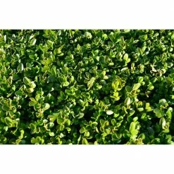 Online Orchards 1 Gal. Winter Gem Boxwood Shrub Beautiful, Hardy, Especially Colorful in Winter -Online Orchards store online orchards bushes egbx001 1f 1000