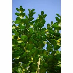Online Orchards 1 Gal. Winter Gem Boxwood Shrub Beautiful, Hardy, Especially Colorful in Winter -Online Orchards store online orchards bushes egbx001 44 1000