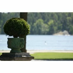 Online Orchards 1 Gal. Winter Gem Boxwood Shrub Beautiful, Hardy, Especially Colorful in Winter -Online Orchards store online orchards bushes egbx001 c3 1000