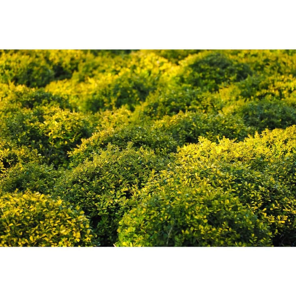 Online Orchards 1 Gal. Goldentip Boxwood Shrub Goldensplashed Foliage Further Brightens a Colorful Evergreen Classic 4 Online Orchards 1 Gal. Goldentip Boxwood Shrub Goldensplashed Foliage Further Brightens a Colorful Evergreen Classic - Image 4
